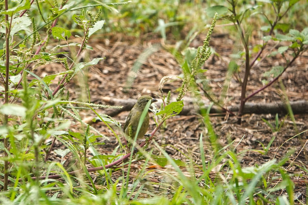 Painted Bunting - Mary Sweeney-Reeves