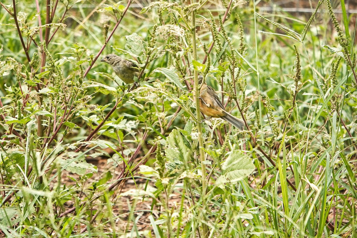 Painted Bunting - Mary Sweeney-Reeves