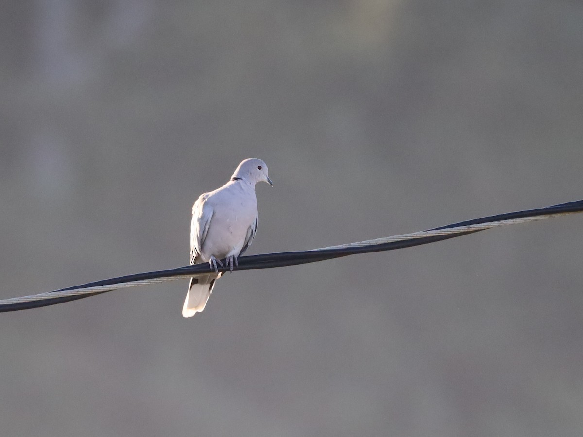 Eurasian Collared-Dove - ML608300103