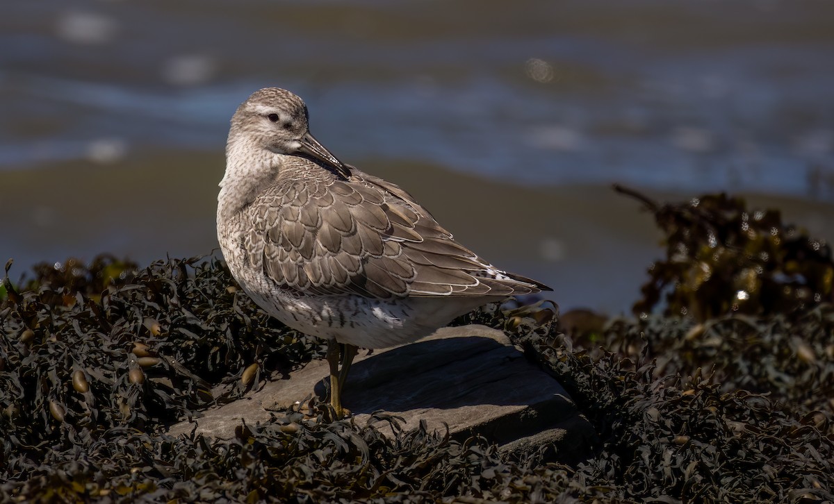 Red Knot - ML608300119