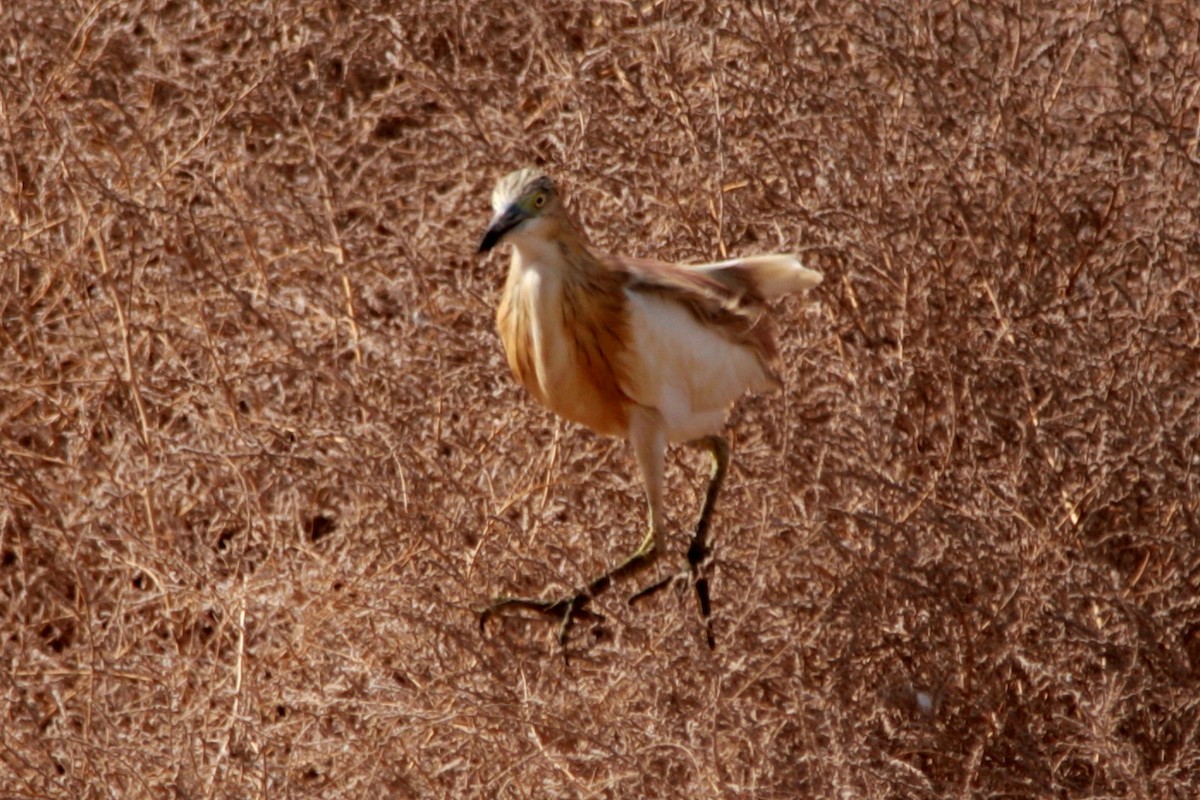 Squacco Heron - ML608300138