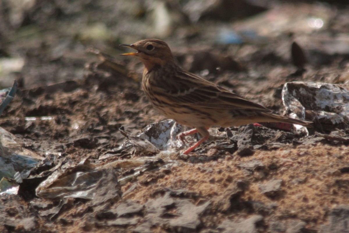 Red-throated Pipit - ML608300144