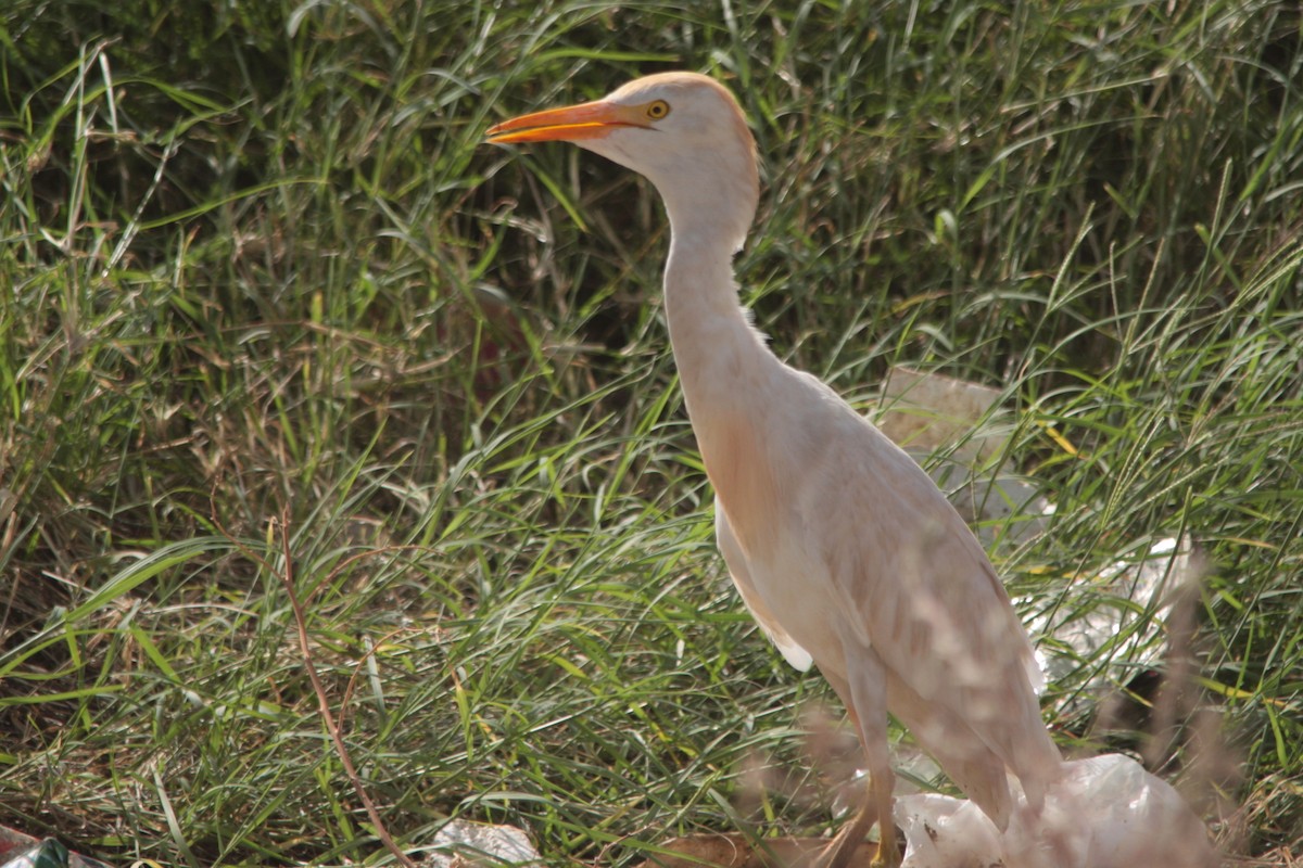 Western Cattle Egret - ML608300149