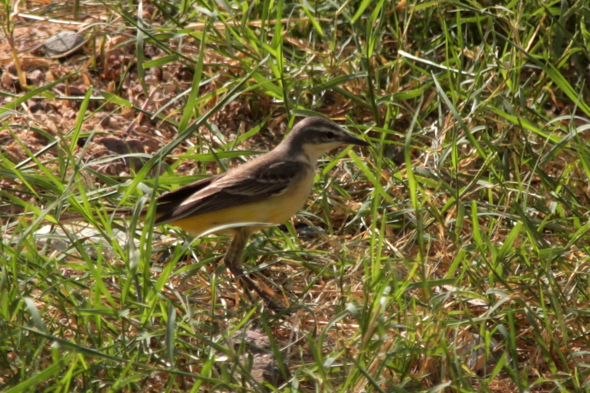 Western Yellow Wagtail - ML608300158