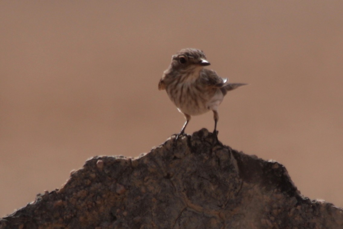 Spotted Flycatcher - ML608300190