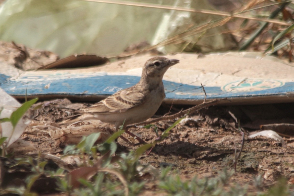 Greater Short-toed Lark - ML608300194