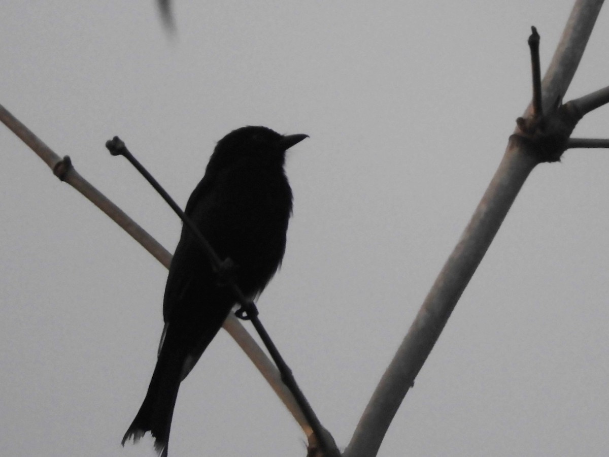 Northern Black-Flycatcher - Andre Coquerel