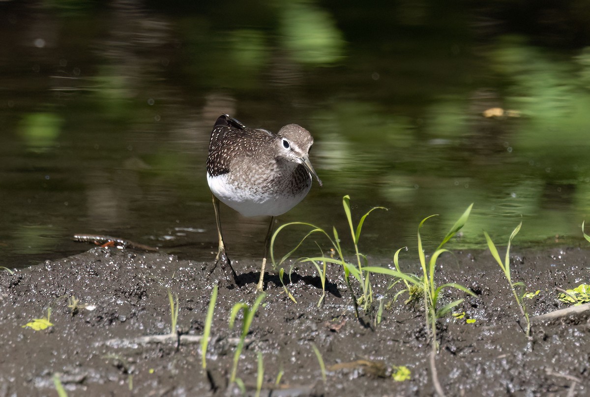 Solitary Sandpiper - Suzanne Labbé