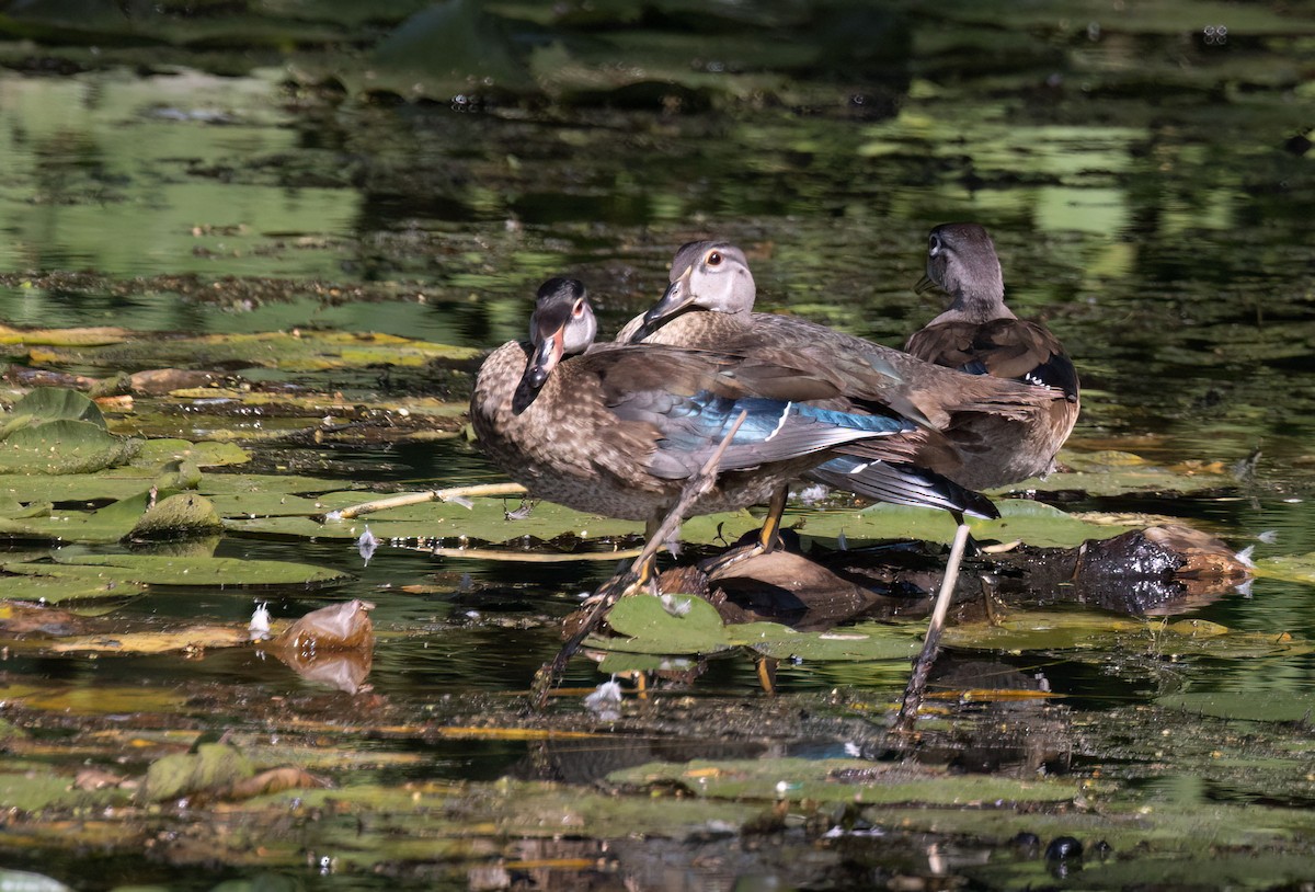 Wood Duck - ML608300224