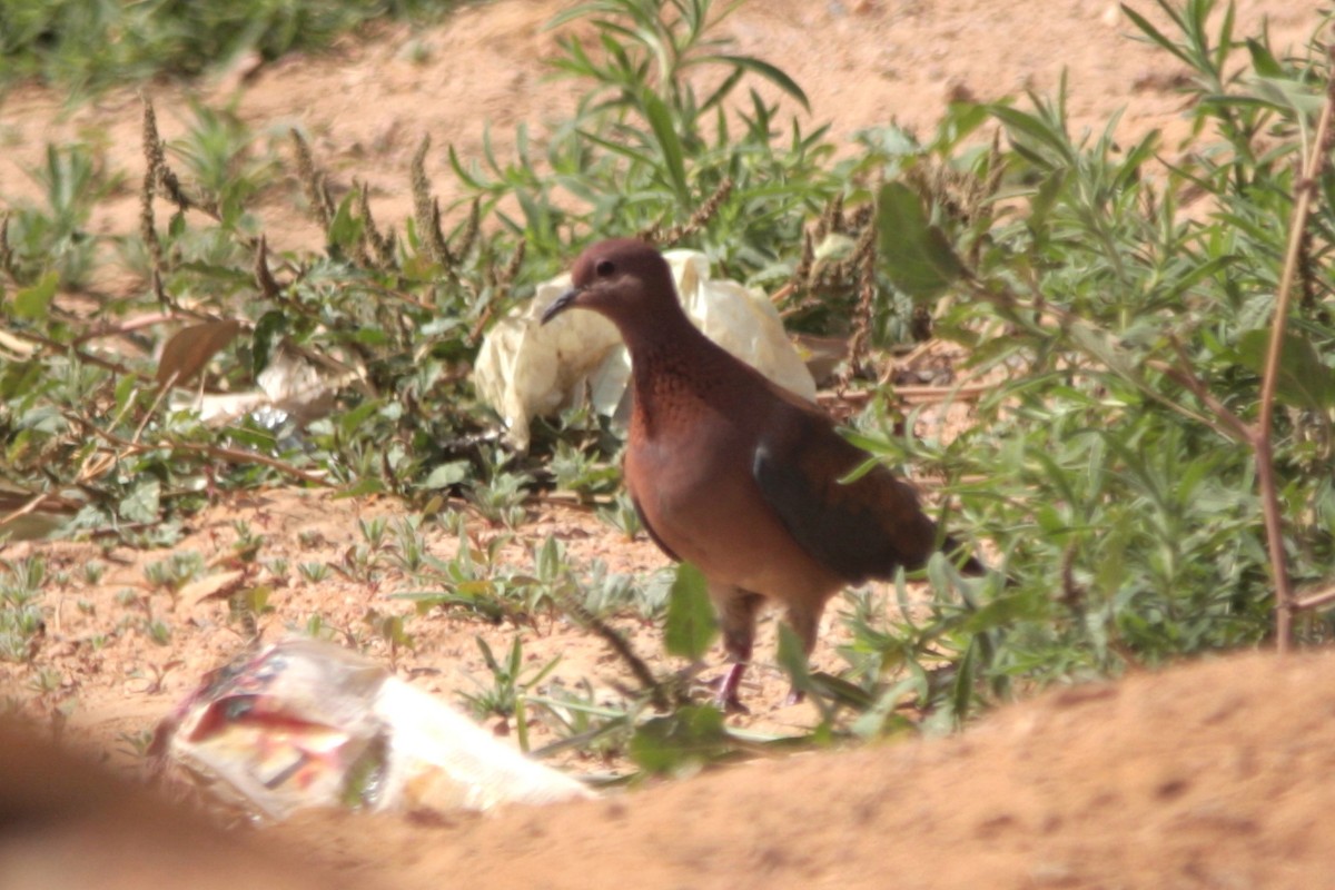 Laughing Dove - ML608300236