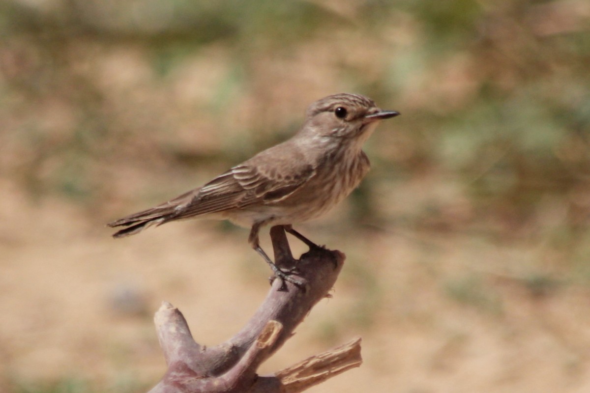 Spotted Flycatcher - ML608300263