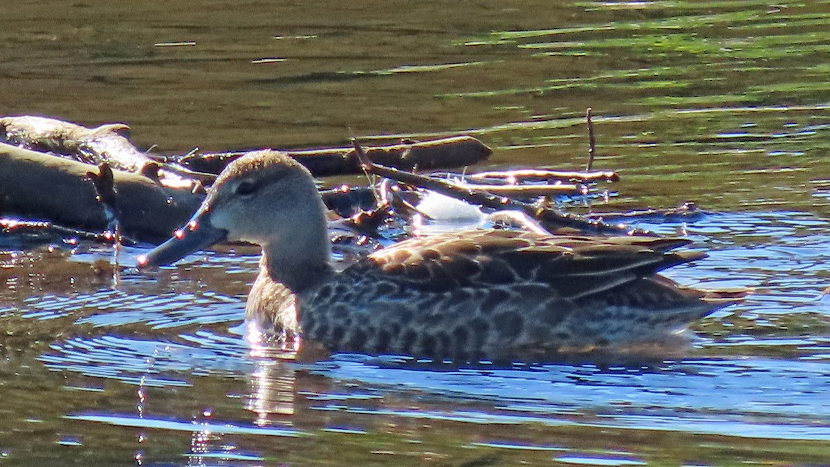 Blue-winged Teal - ML608300298