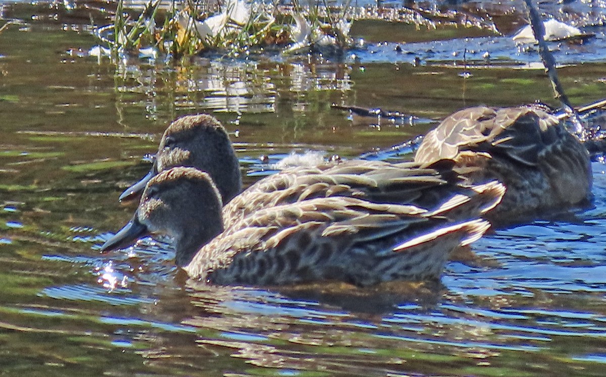 Blue-winged Teal - ML608300299