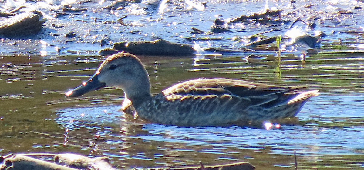 Blue-winged Teal - ML608300300