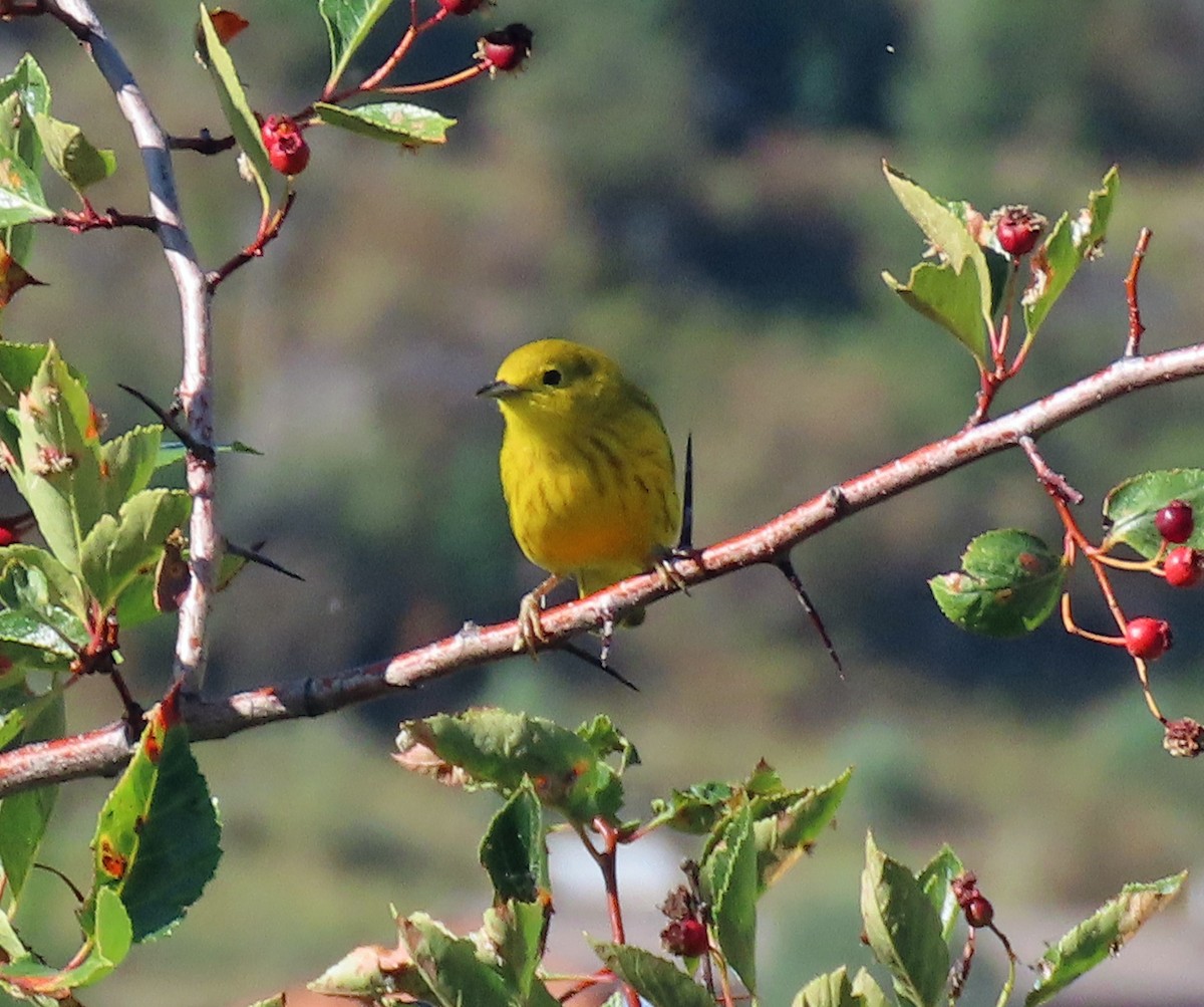 Yellow Warbler - ML608300327