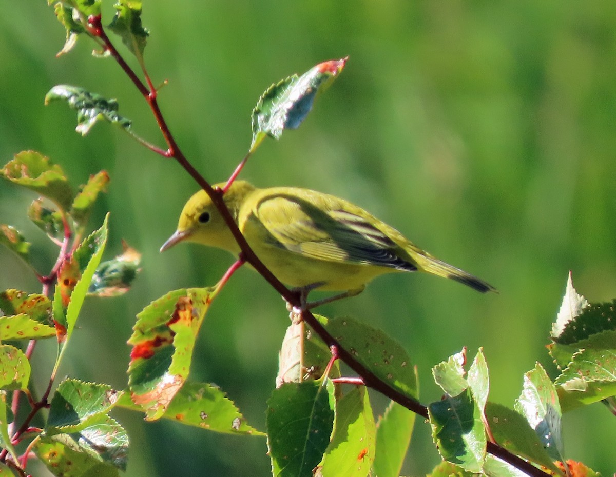 Yellow Warbler - ML608300330