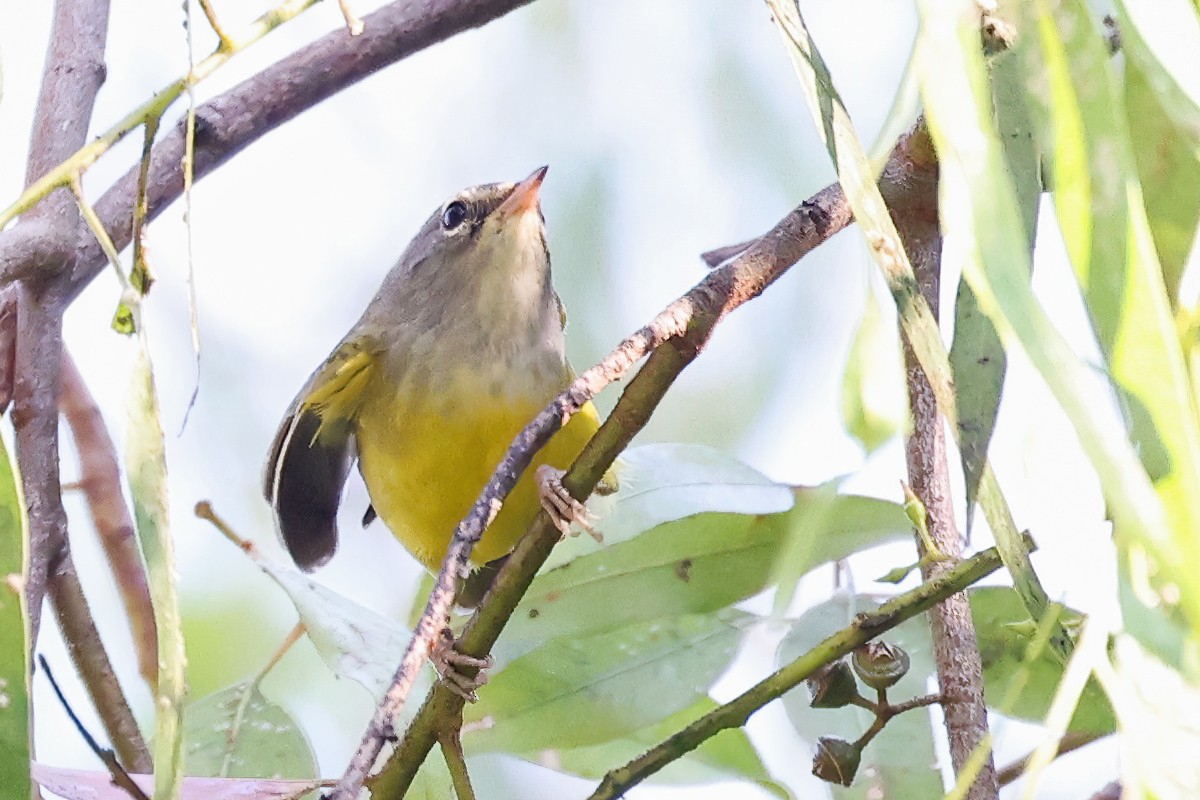 MacGillivray's Warbler - Garrett Lau