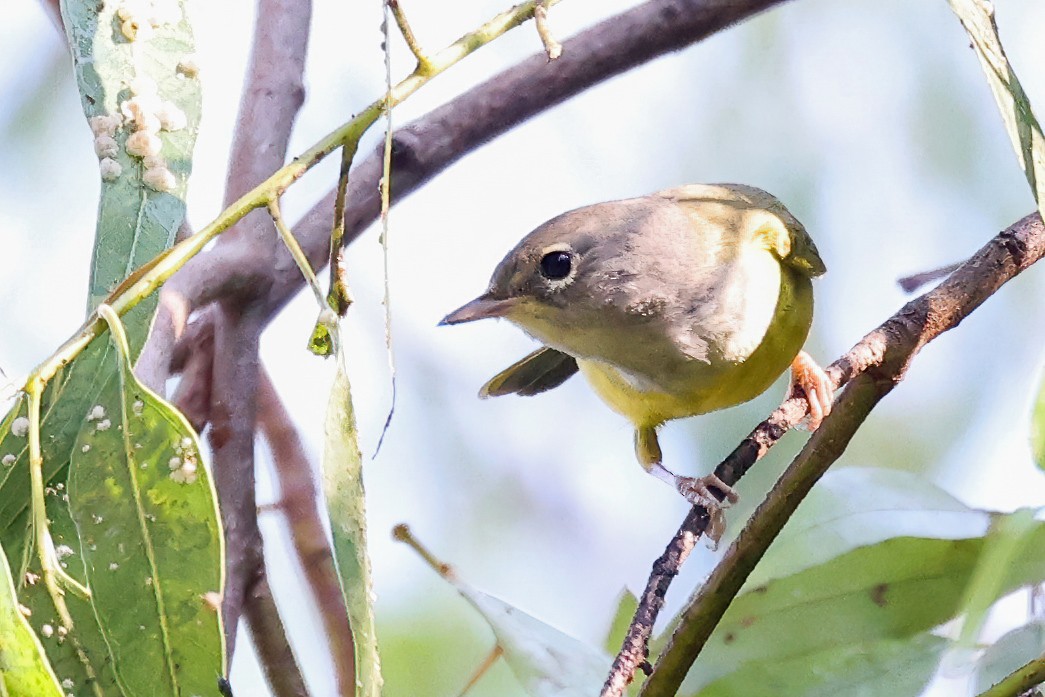 MacGillivray's Warbler - Garrett Lau