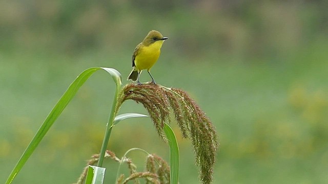 Subtropical Doradito - ML608300416