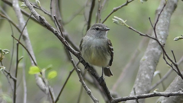 Mouse-colored Tyrannulet (Southern) - ML608300487