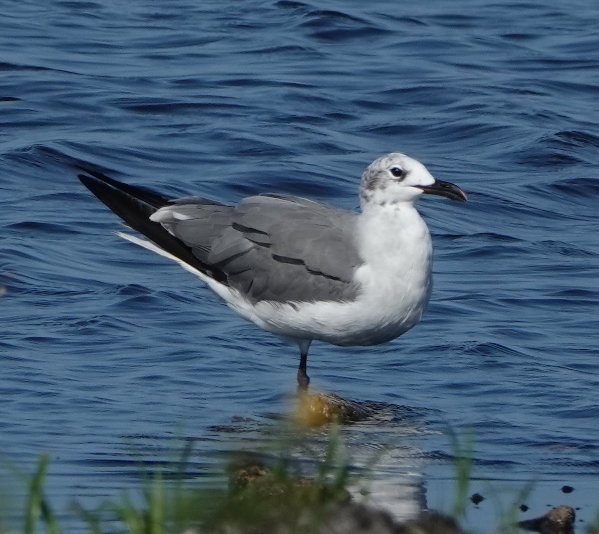 Laughing Gull - ML608300497