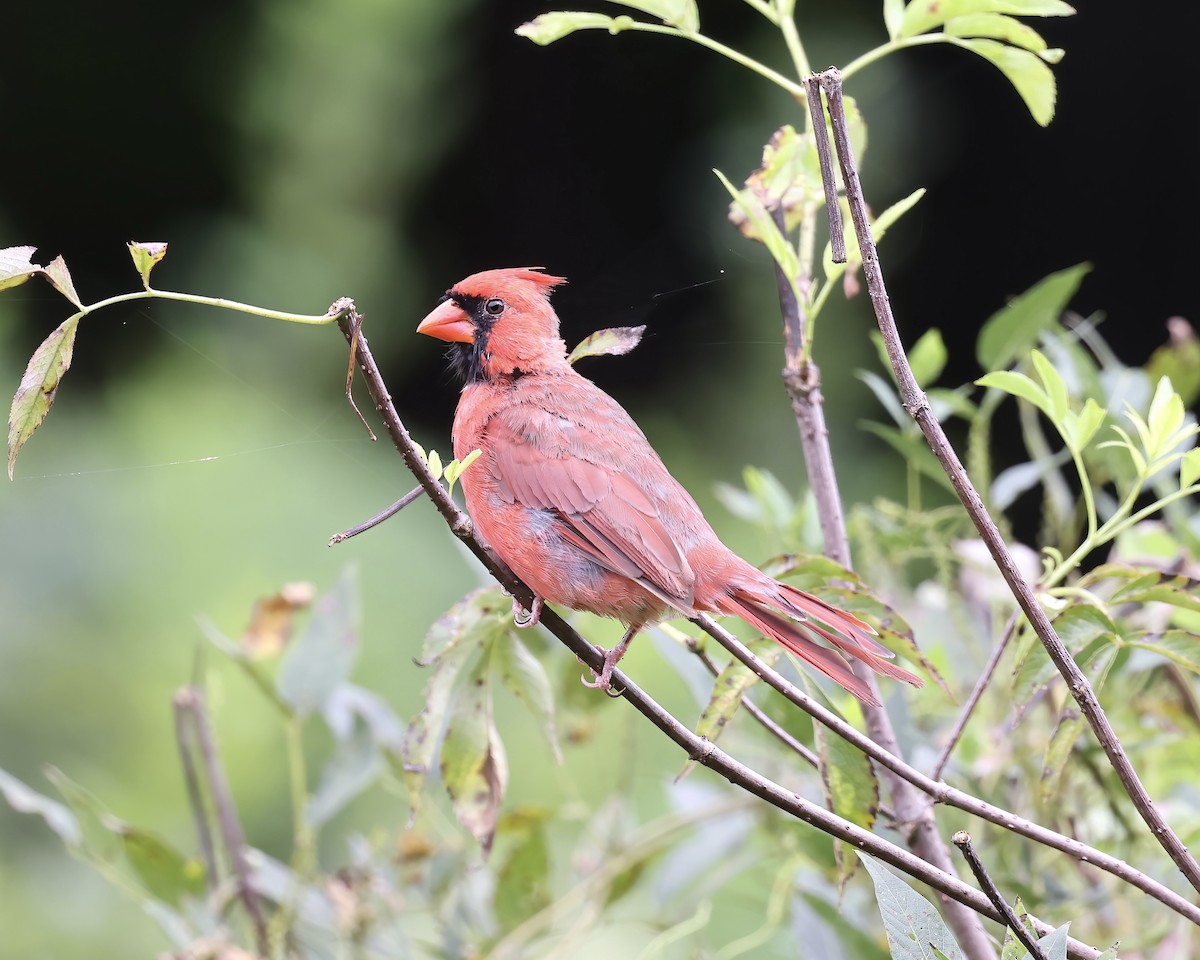 Cardinal rouge - ML608300511