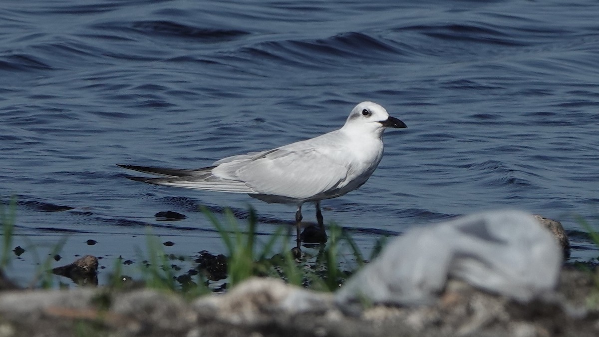 Gull-billed Tern - ML608300514