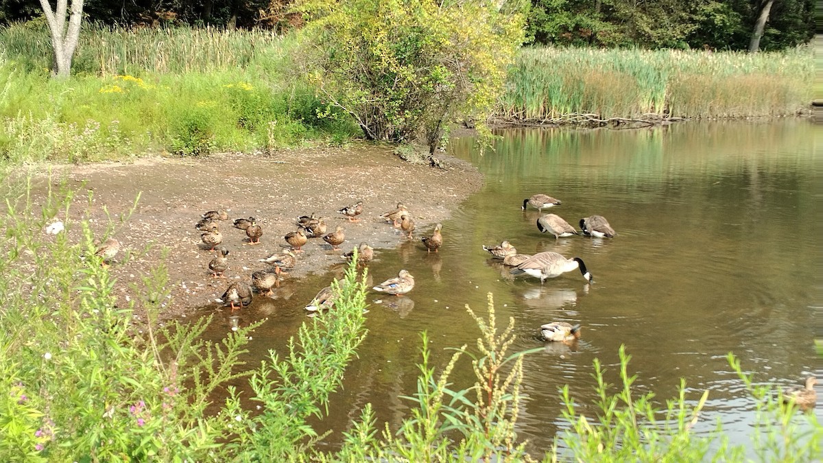 Branta kanadar handia - ML608300552