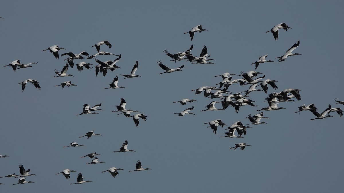 Wood Stork - ML608300572