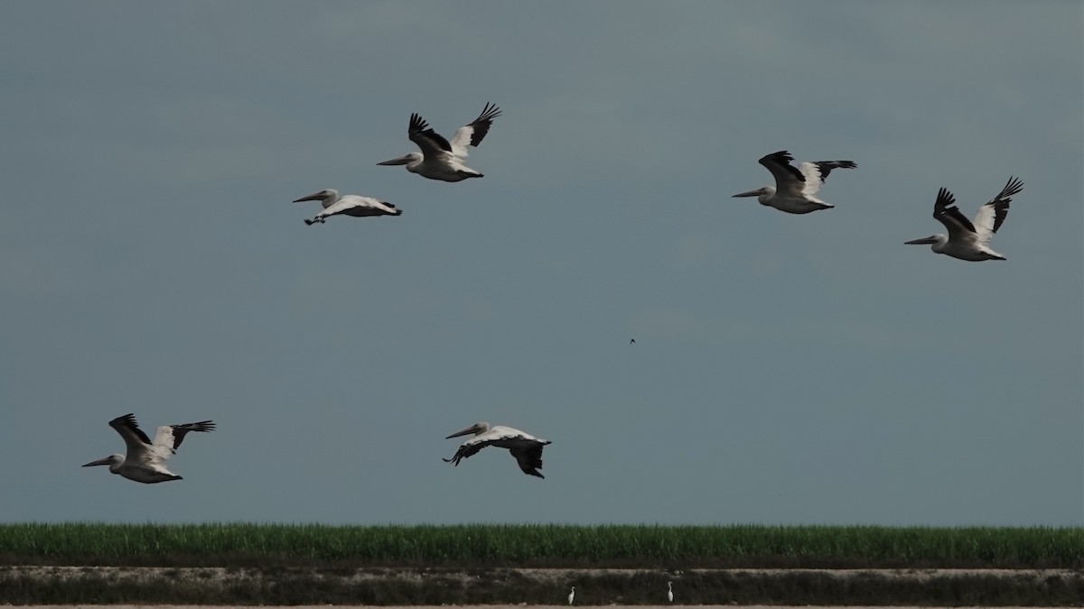 American White Pelican - Jana Lagan