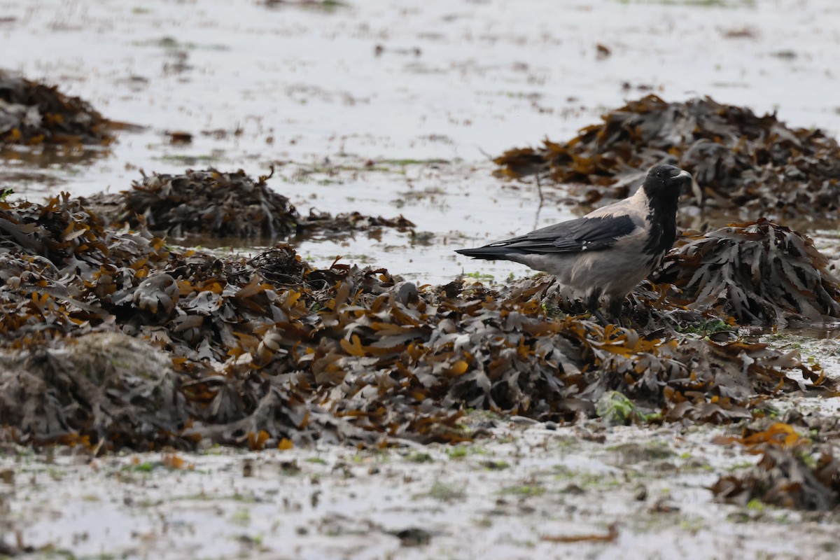 Hooded Crow - ML608300607