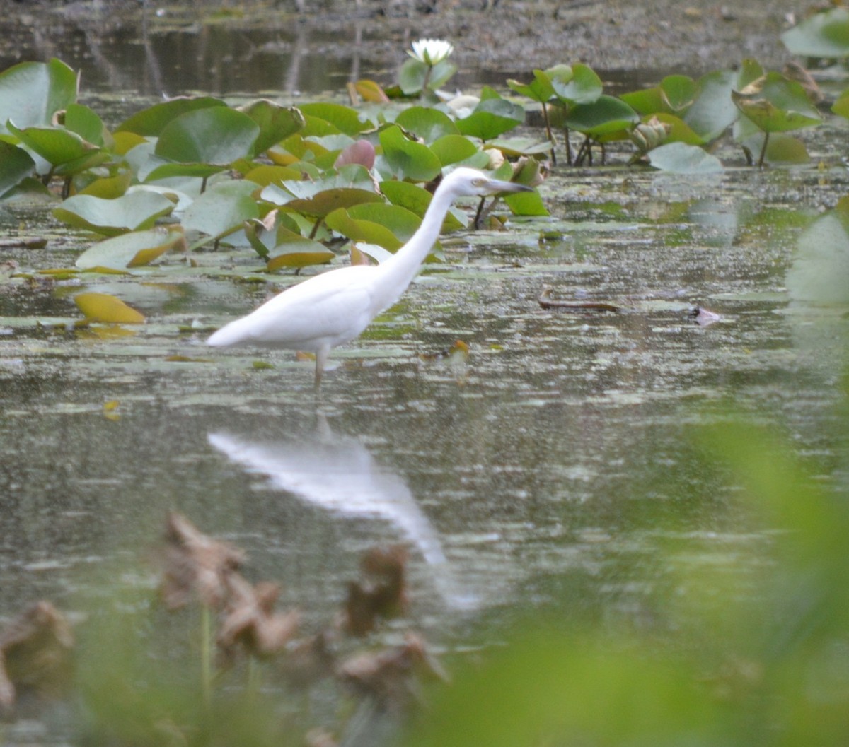 Little Blue Heron - ML608300632