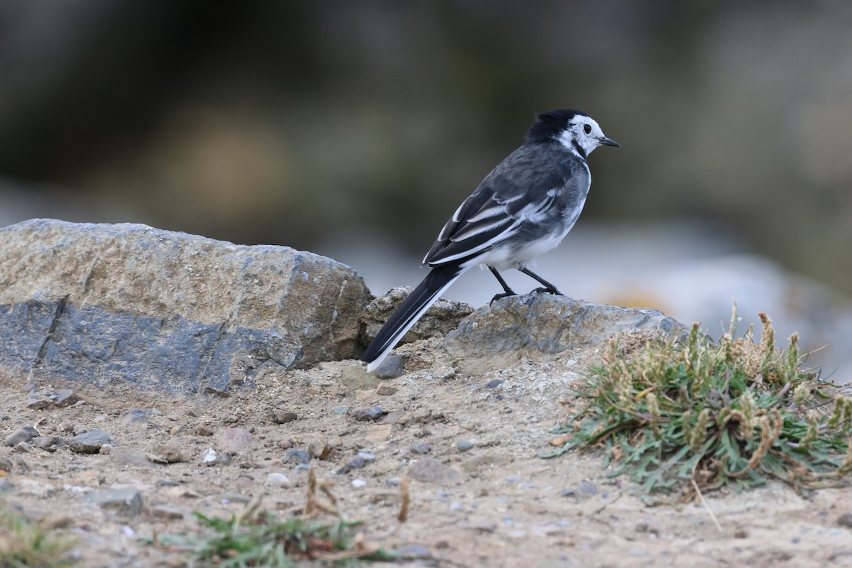 White Wagtail - ML608300646