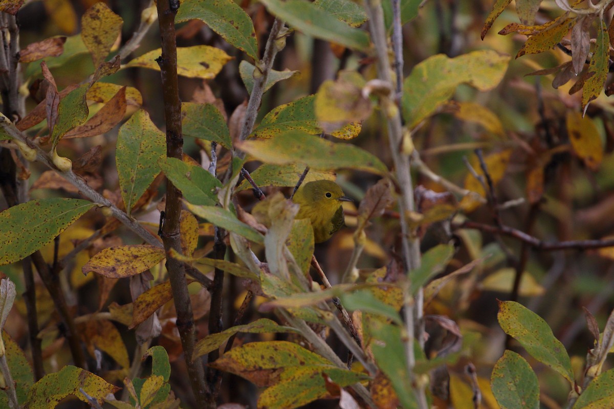 Yellow Warbler - ML608300652