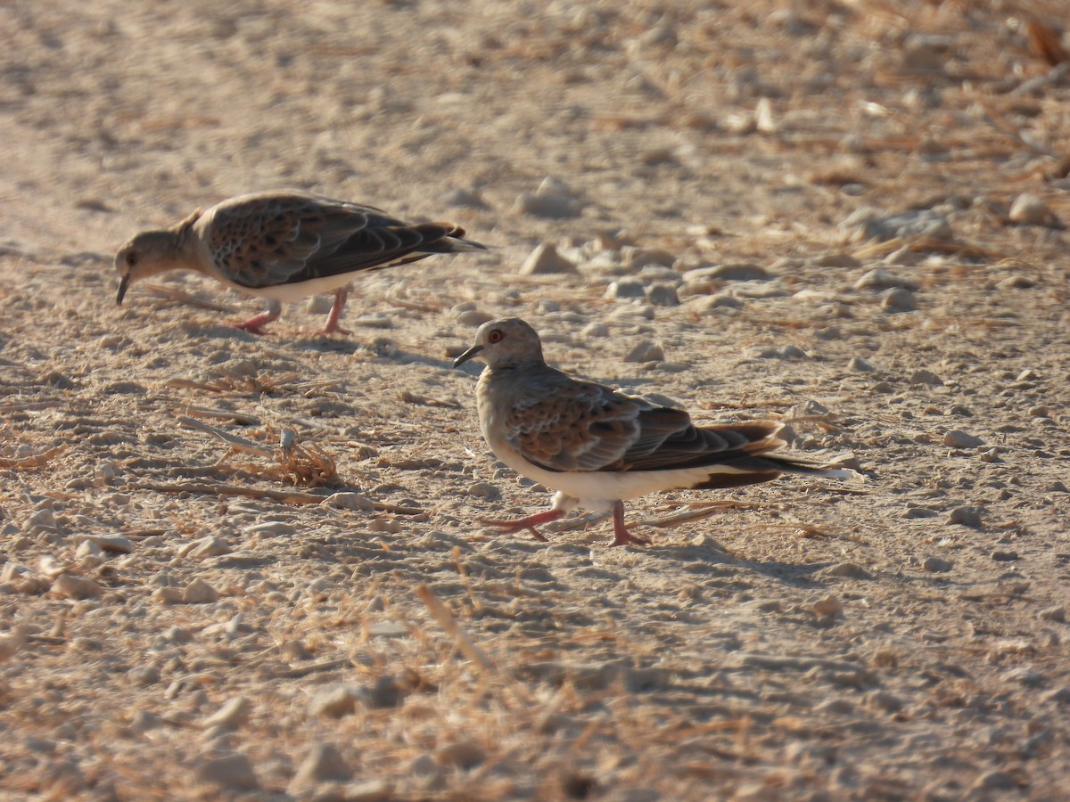 European Turtle-Dove - ML608300698