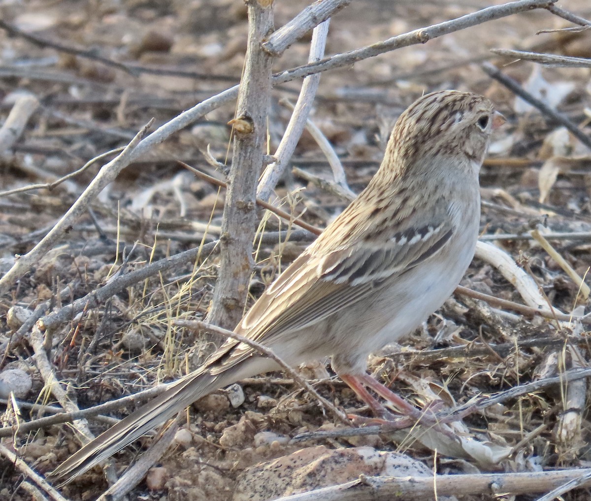 Brewer's Sparrow - ML608300710