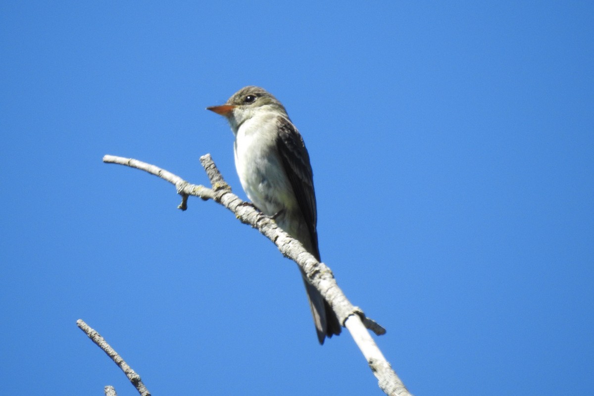 Eastern Wood-Pewee - ML608300783