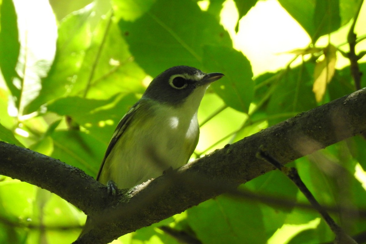 Vireo Solitario - ML608300799