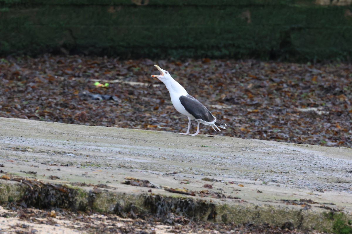 Great Black-backed Gull - ML608300824