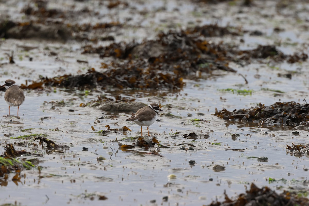 Common Ringed Plover - ML608300973