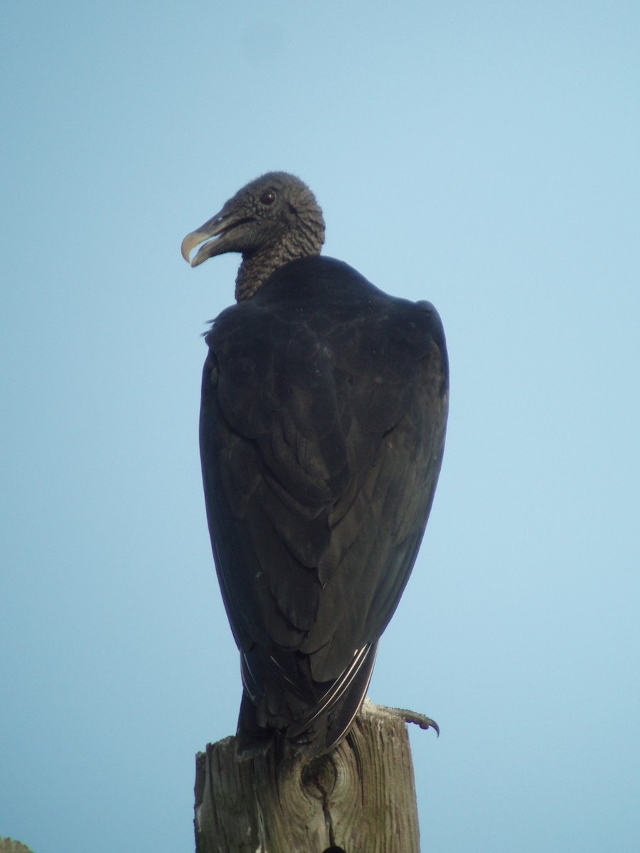 Black Vulture - ML608300997