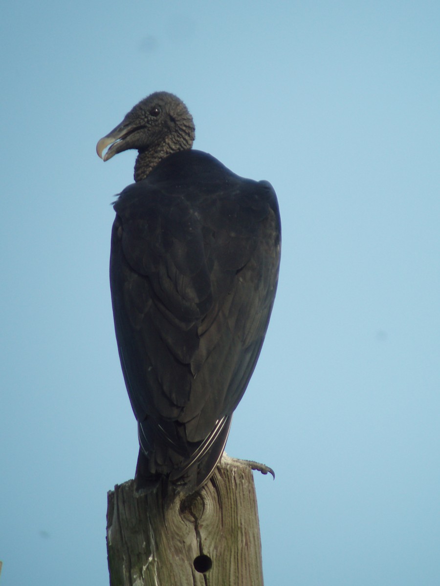 Black Vulture - ML608300998