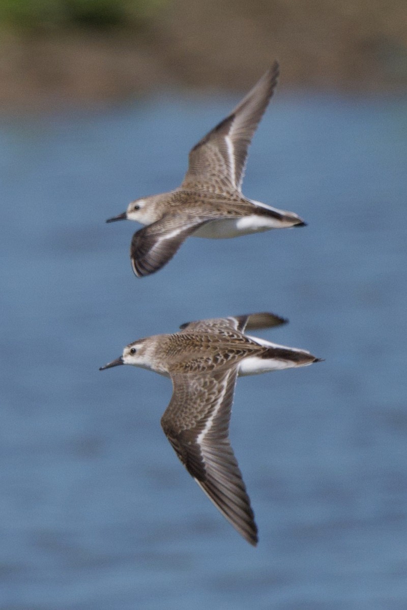 Semipalmated Sandpiper - Steve Bell