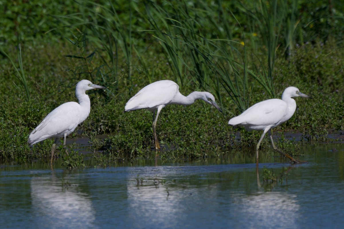 Little Blue Heron - Steve Bell