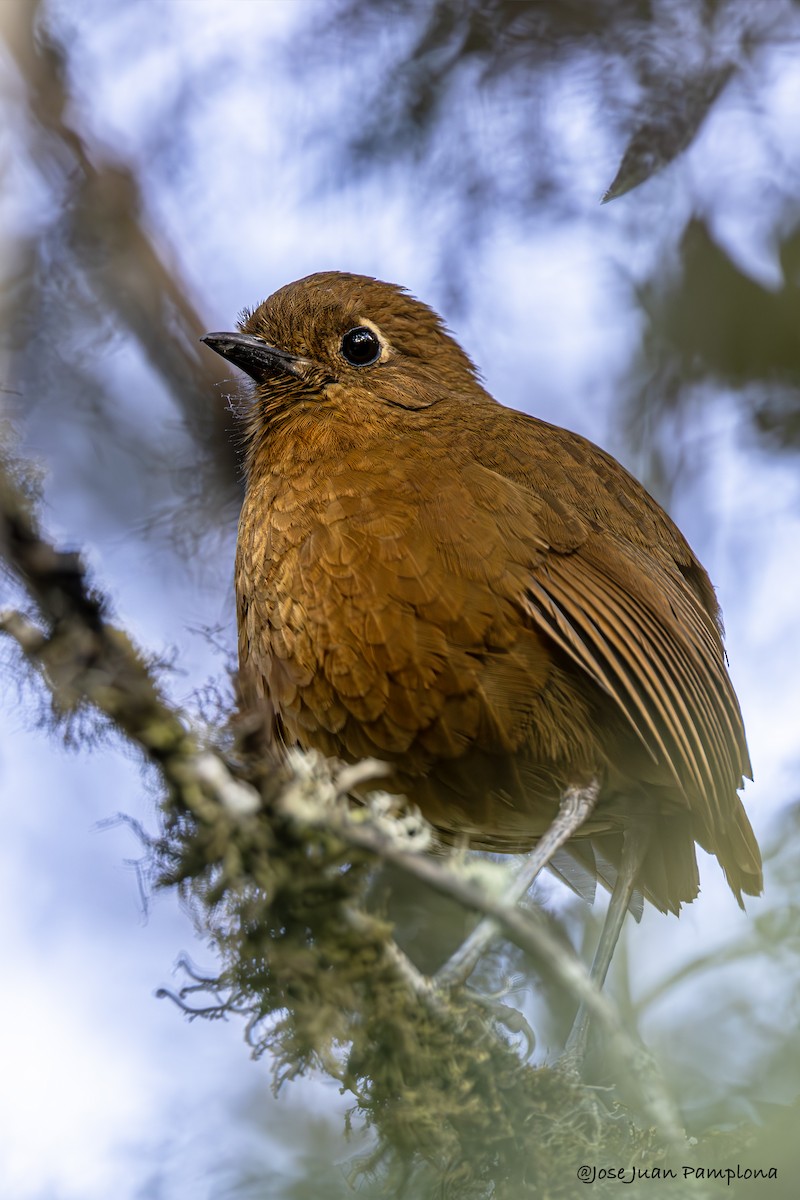 Junin Antpitta - ML608301196