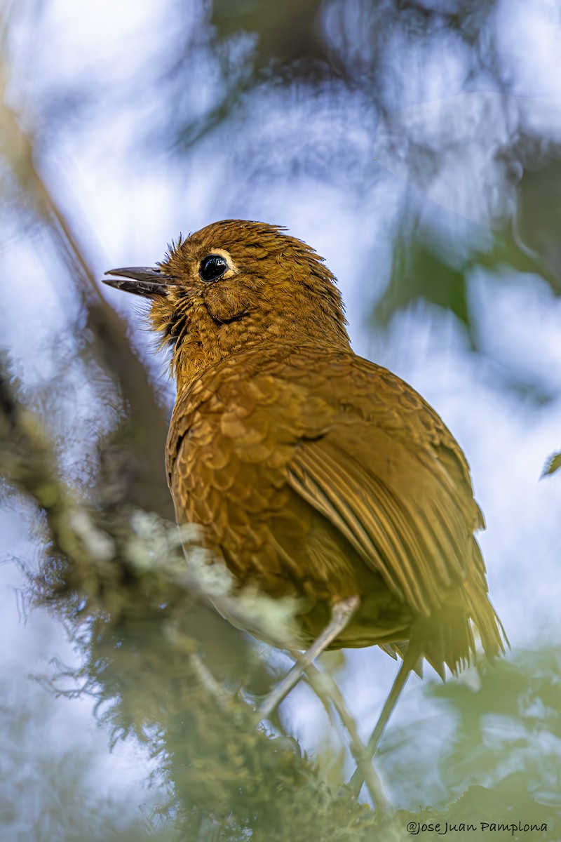 Junin Antpitta - ML608301197