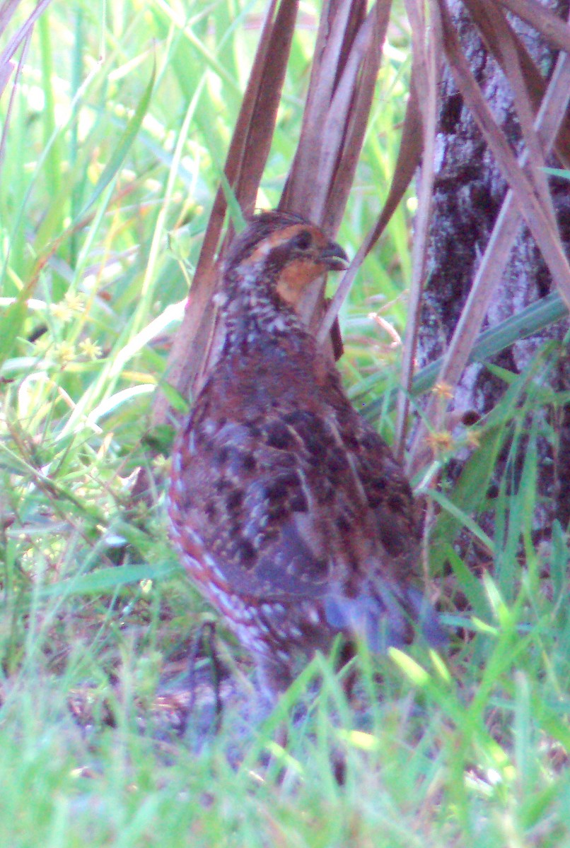 Northern Bobwhite - ML608301228