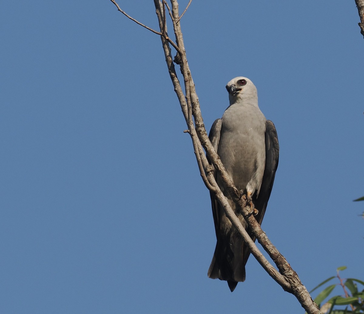 Mississippi Kite - Bob Foehring