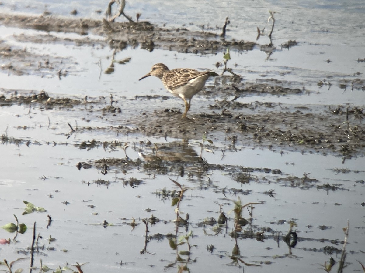 Pectoral Sandpiper - ML608301297