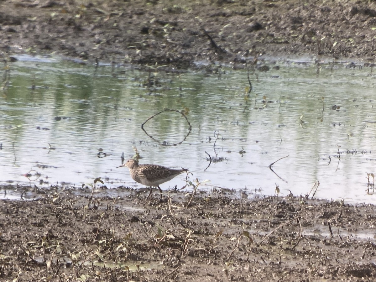 Pectoral Sandpiper - ML608301298